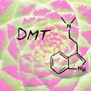 Buy DMT