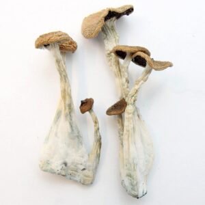 Alternative view of Alacabenzi magic mushroom