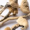 Buy magic mushrooms online