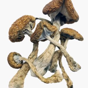 Magic Mushrooms Cambodian