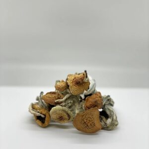 Lizard King Magic Mushroom