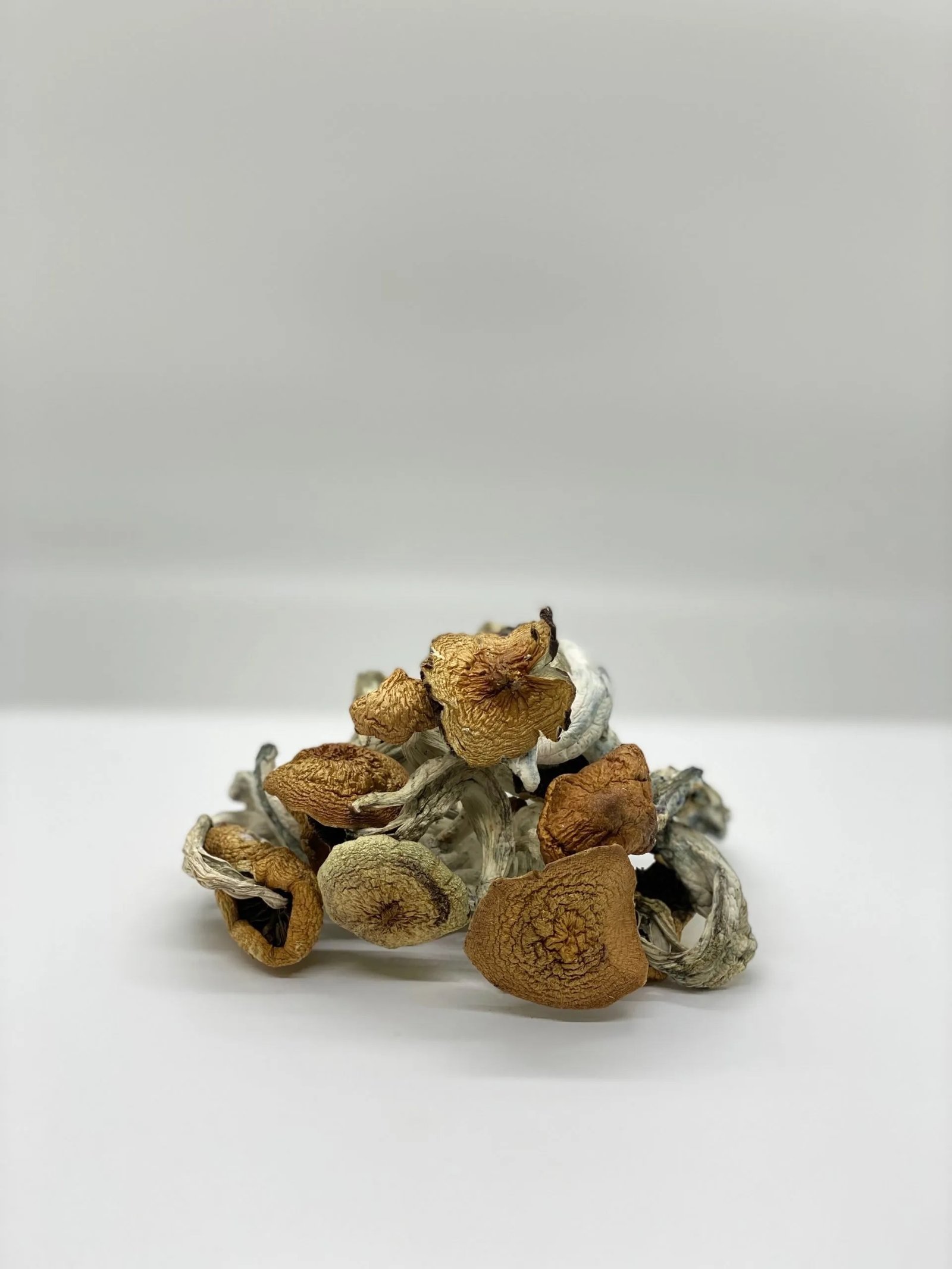 Lizard King Magic Mushroom